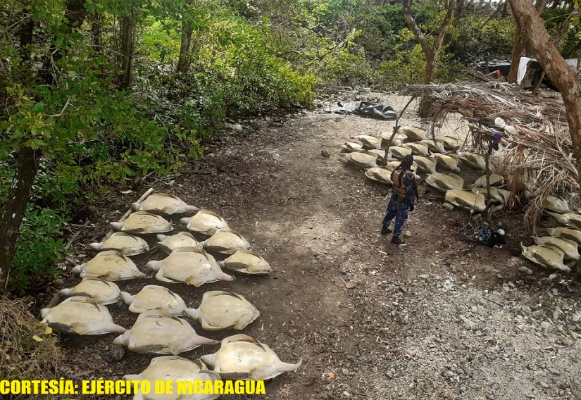 tortugas1